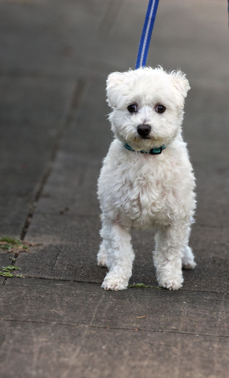 12 dog breeds that calm down faster with predictable routines 9 Maltese