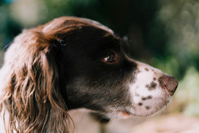 16 Surprising Facts About English Springer Spaniels You Might Not Know 2 They Originated as Hunting Companions in England