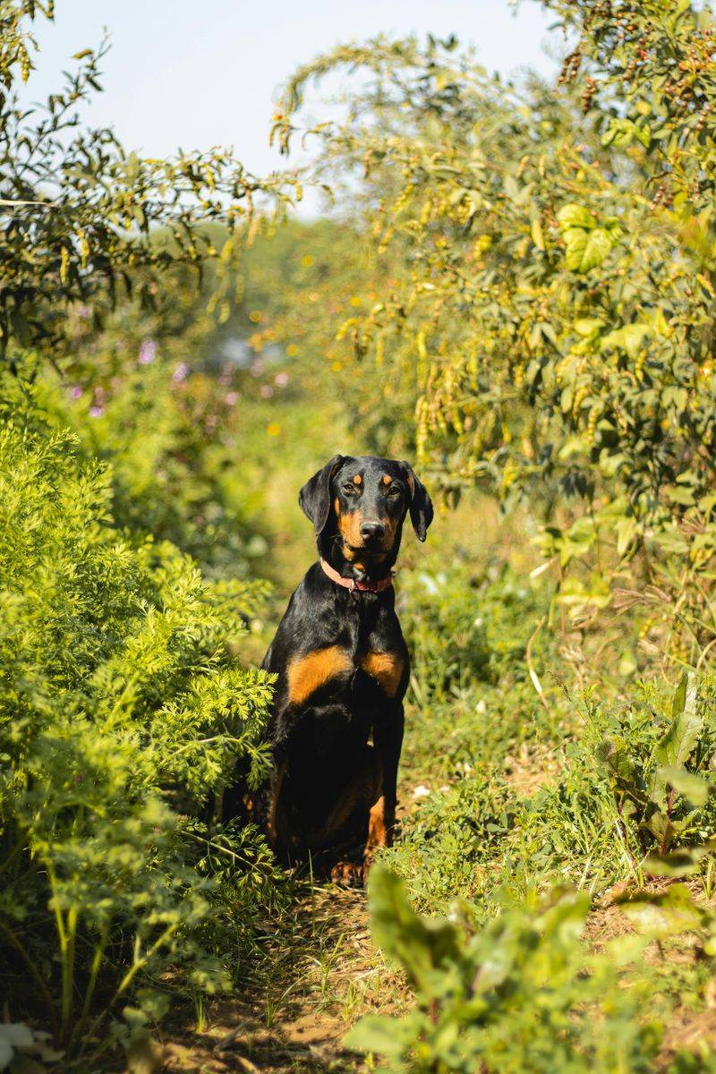 Doberman Pinscher