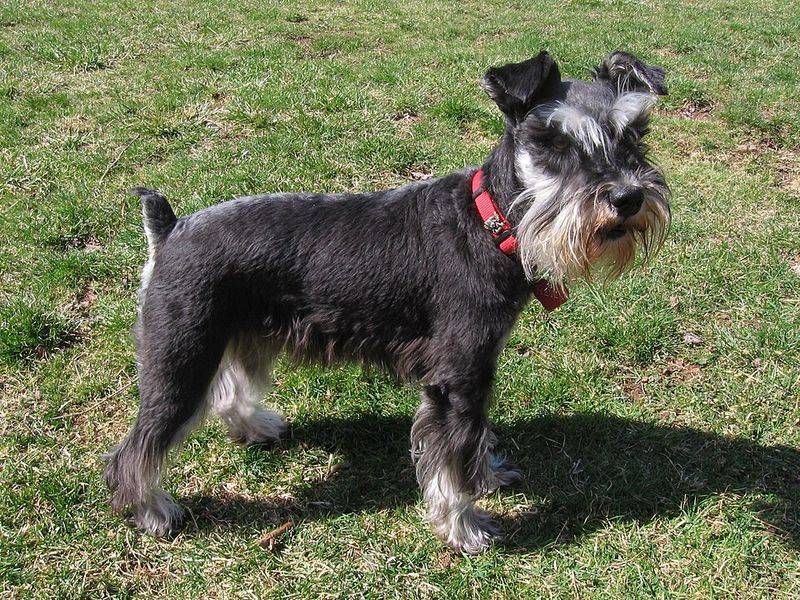 These 13 dog breeds often thrive when life follows a familiar rhythm 6 Miniature Schnauzer