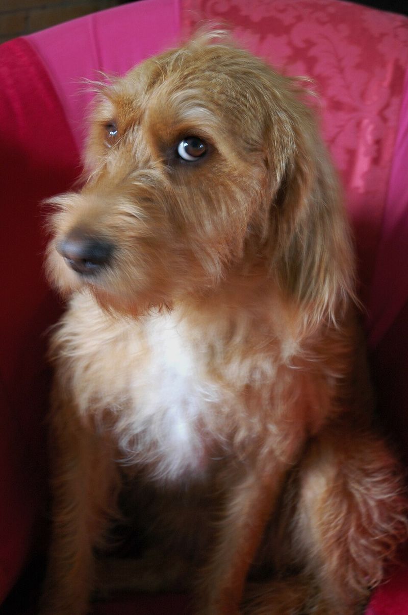 Basset Fauve de Bretagne