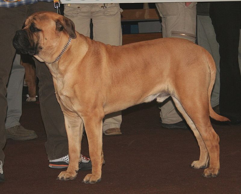 25 Fearless Dog Breeds That Take Home Security Seriously 4 Bullmastiff