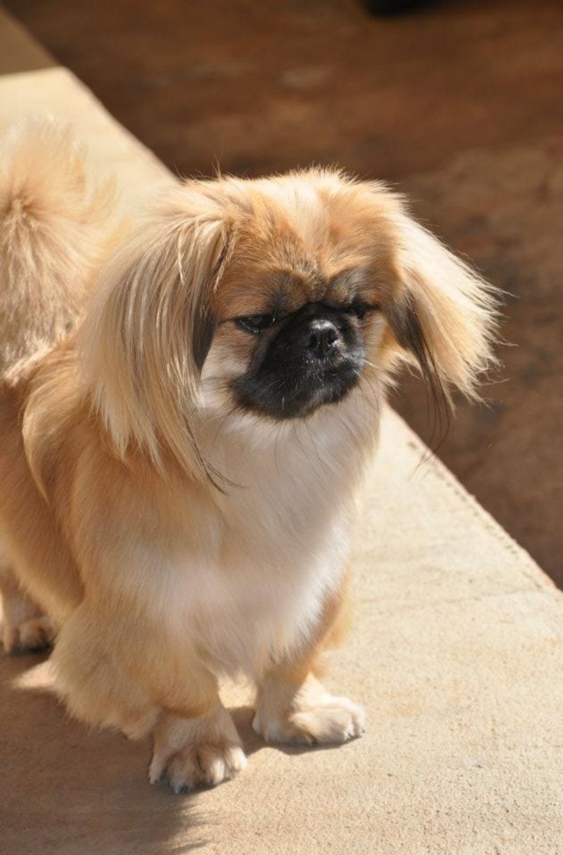26 Compact Dog Breeds with Remarkable Courage and Confidence 18 Pekingese