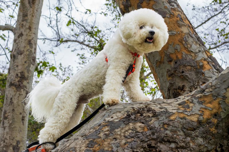 Bichon Frise