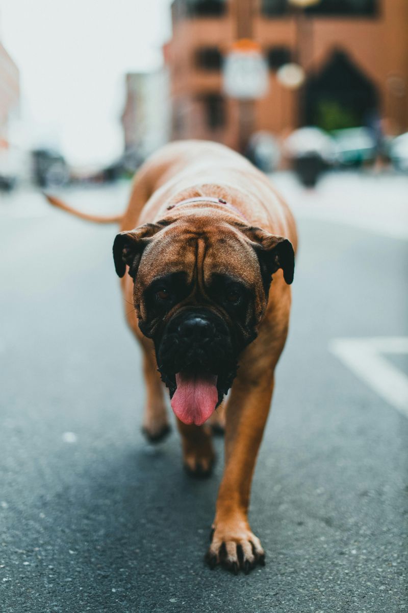 14 strong dog breeds that match the bullmastiff’s calm but intimidating energy 5 English Mastiff