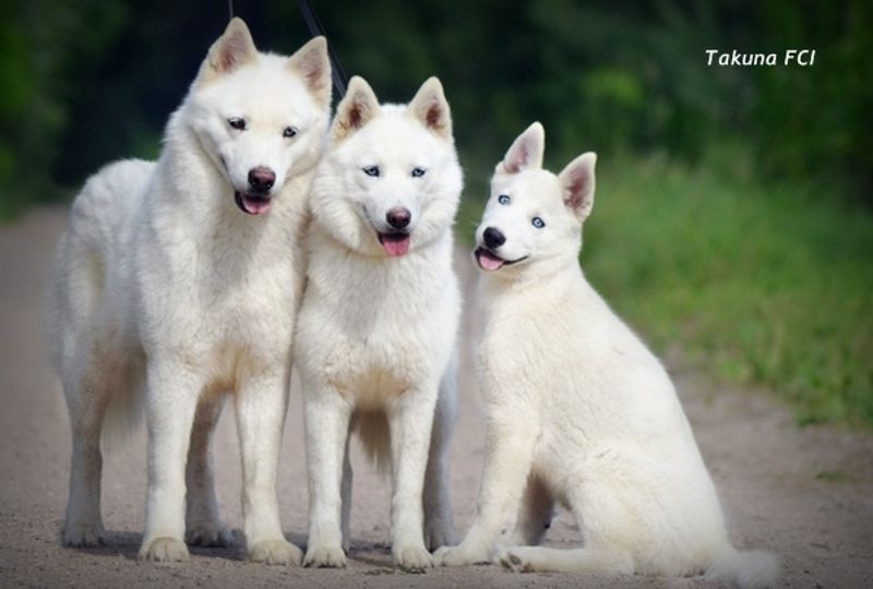 These 10 reeds that can make off-leash freedom a much bigger gamble than owners expect 2 Siberian Husky