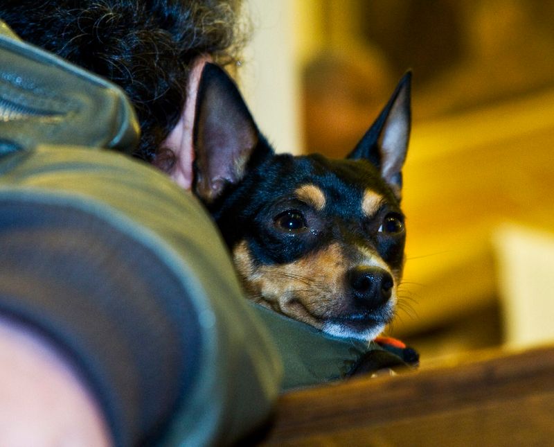 29 Small Dog Breeds That Form Especially Close Bonds with Their Owners 30 Rat Terrier