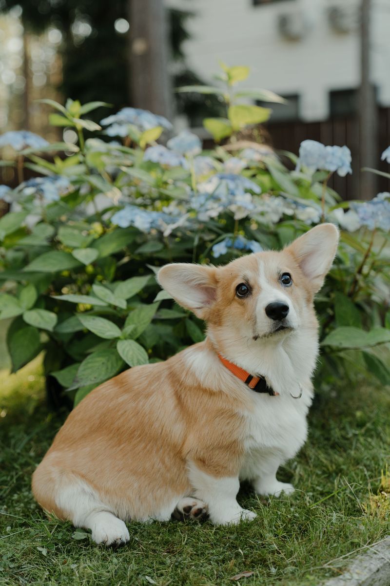 Everyone seems obsessed with these 10 chunky dog breeds right now - and it's easy to see why 4 Corgi
