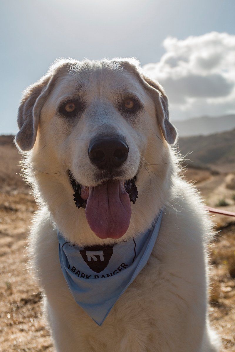Don’t gamble on temperament - These 13 dogs are known for staying stable and calm 3 Labrador Retriever