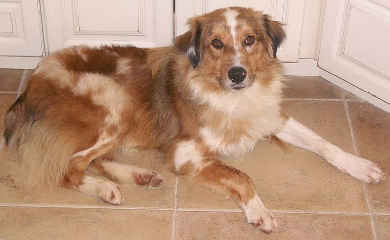 We chose the wrong breed confessions are going viral - 14 dogs owners admit they underestimated 4 Australian Shepherd