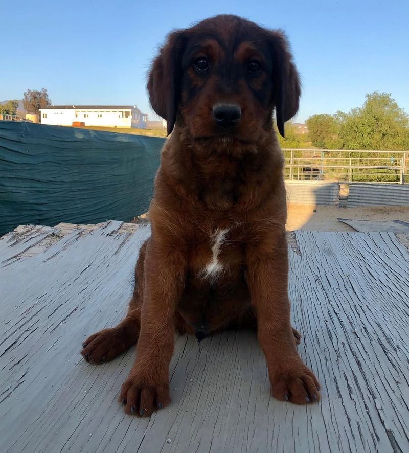 25 Popular Doodle Dog Breeds Gaining Attention in 2025 17 Rottle