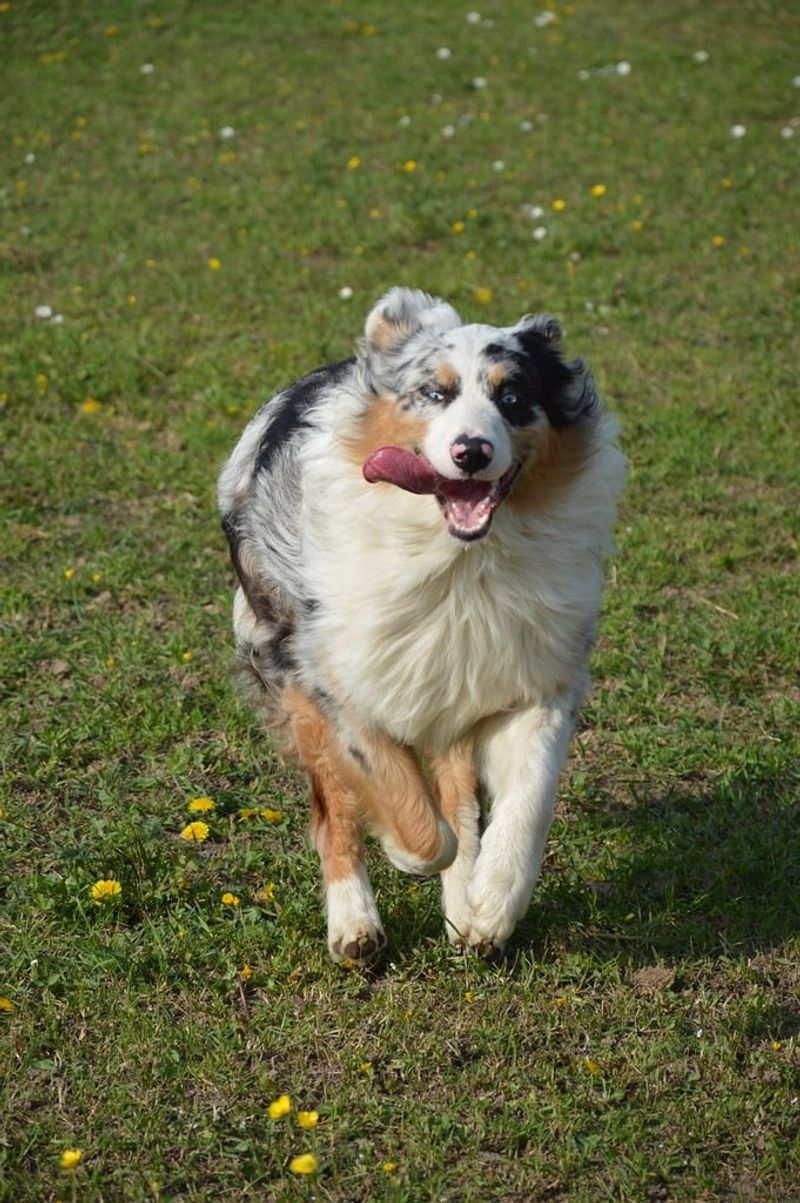 Australian Shepherd