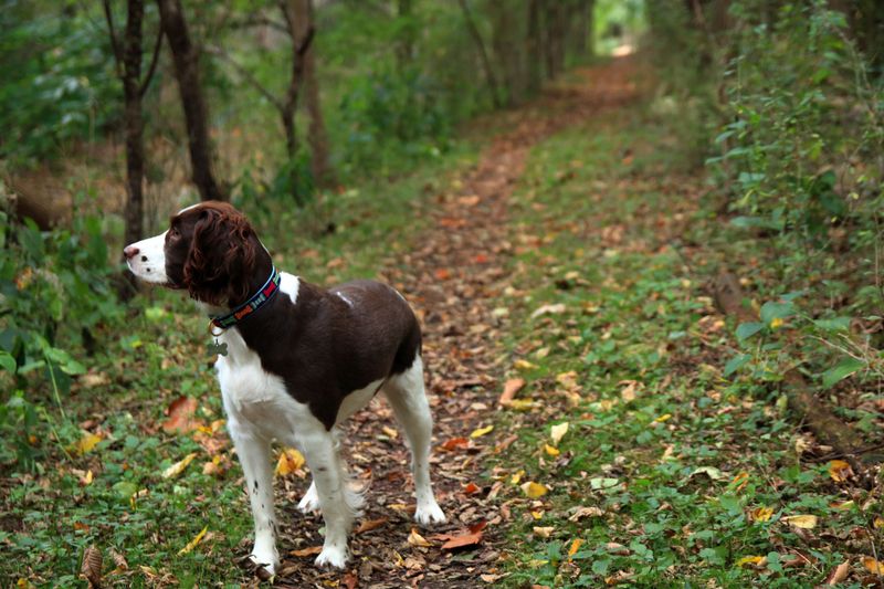 The leash comes off and the real test begins - these dog breeds often have what it takes to keep checking back 11 English Springer Spaniel