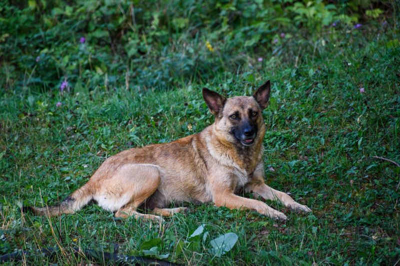 11 dog breeds that know your departure routine by heart - until you change one tiny detail 12 Belgian Malinois