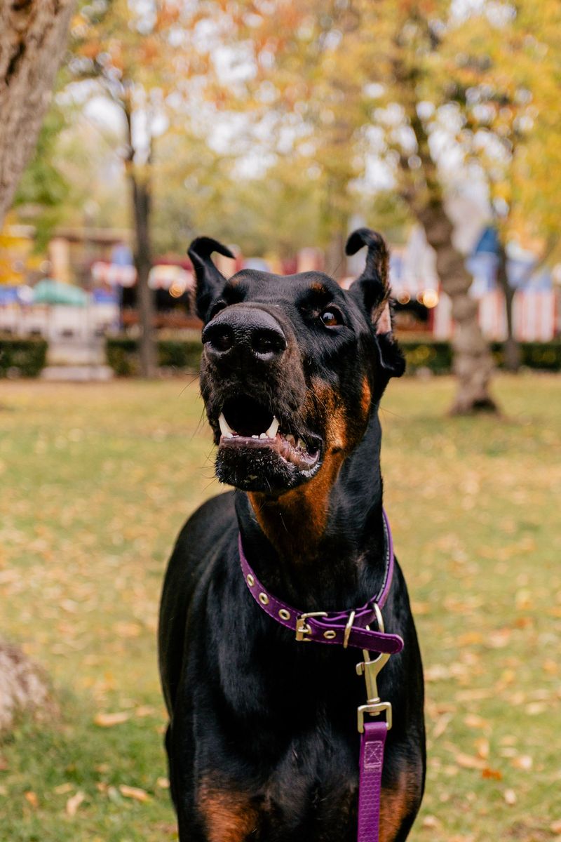 These 11 dog breeds have an uncanny talent for being exactly where they're needed most 9 Doberman Pinscher