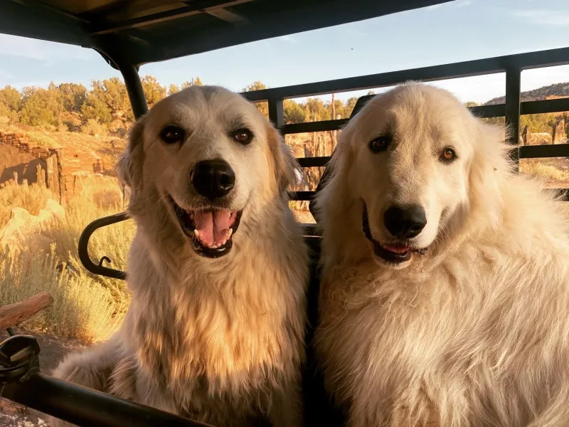 13 calm-looking dogs with instincts so sharp they can read a room instantly 5 Golden Retriever