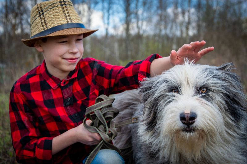 These 11 dog breeds stay stunning - until brushing becomes an afterthought 3 Old English Sheepdog