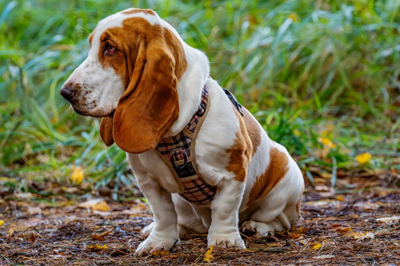 The wrong dog can make retirement harder - These breeds may fit a slower lifestyle better 10 Basset Hound
