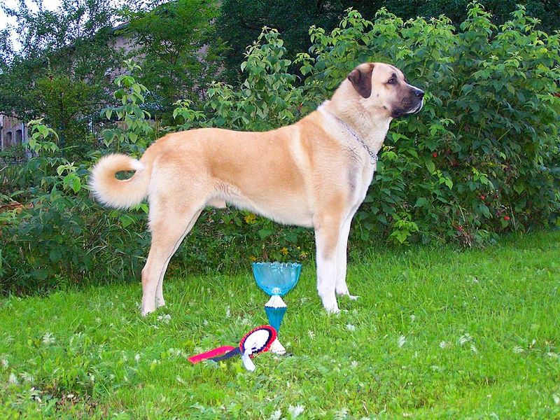 Anatolian Shepherd