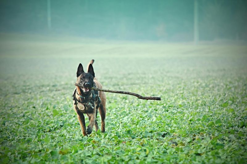 18 Highly Intelligent Large Dog Breeds That Learn New Tricks Quickly 8 Belgian Malinois