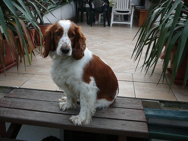 Welsh Springer Spaniel