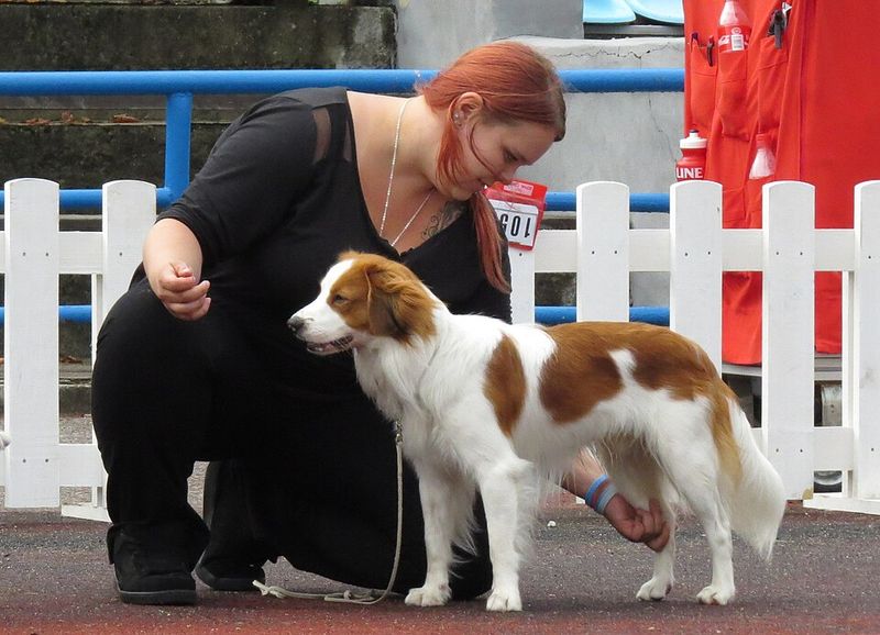 Kooikerhondje