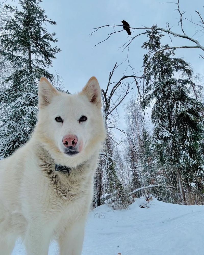 22 White Dog Breeds Recognized for Their Elegant Appearance 22 Alaskan Malamute (White Variant)