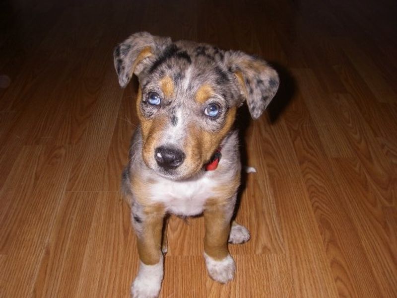 15 Dog Breeds with Stunning Eyes 6 Catahoula Leopard Dog