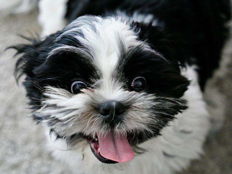 Shih Tzu