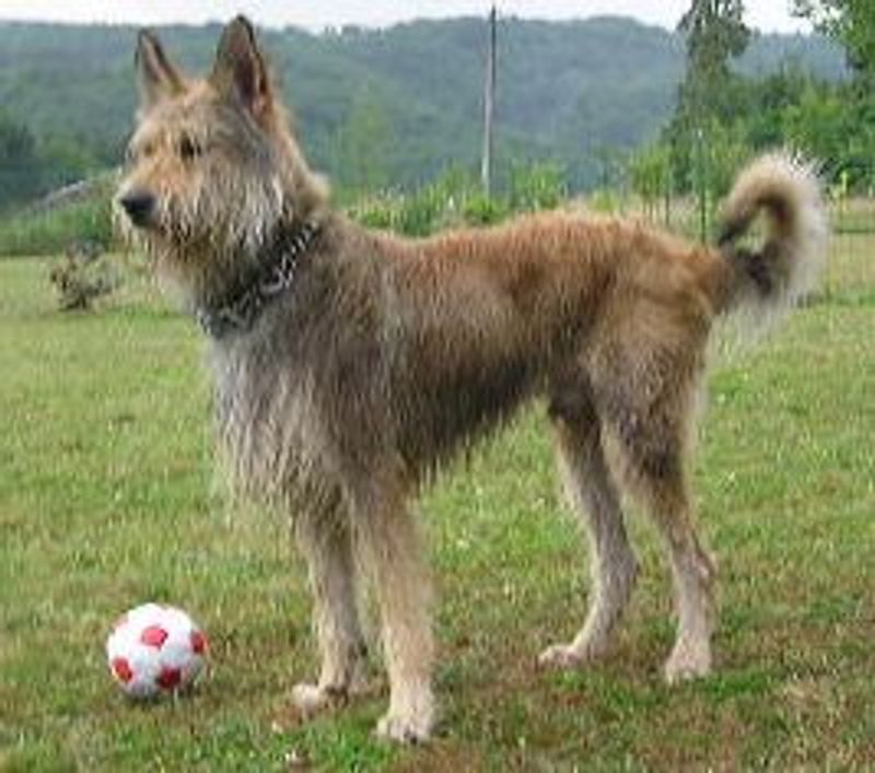 20 dog breeds that still feel fresh, exciting and underrated compared to the usual favorites 20 Berger Picard