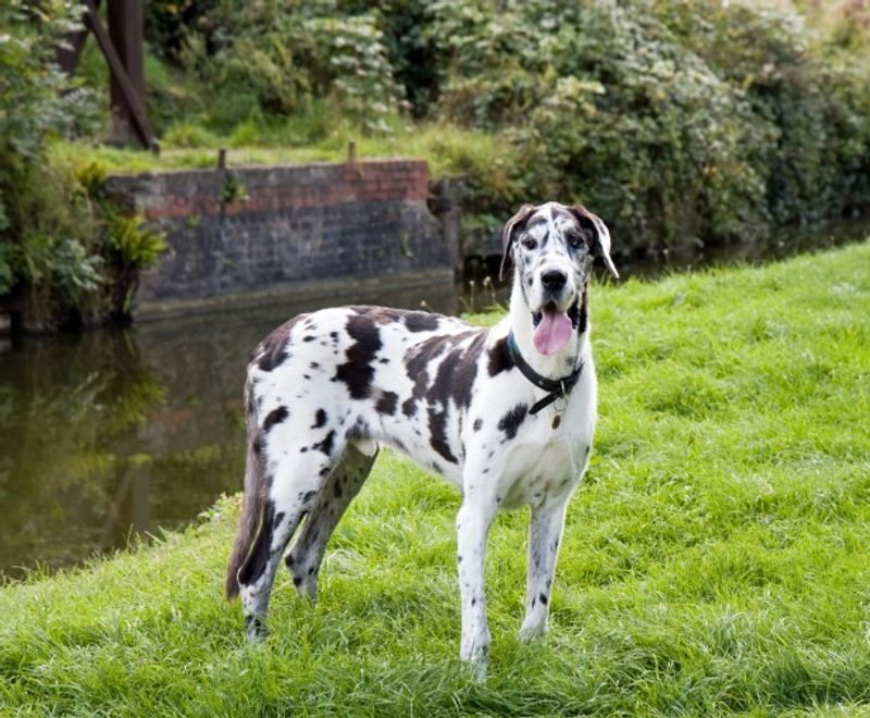 Looking for a companion with a built-in off switch? These breeds stand out 5 Great Dane