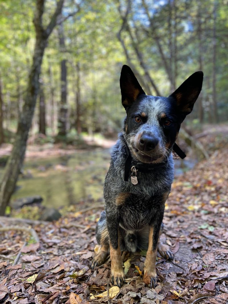 Retirement should give you more freedom - The wrong dog can quietly take much of it back 7 Australian Cattle Dog