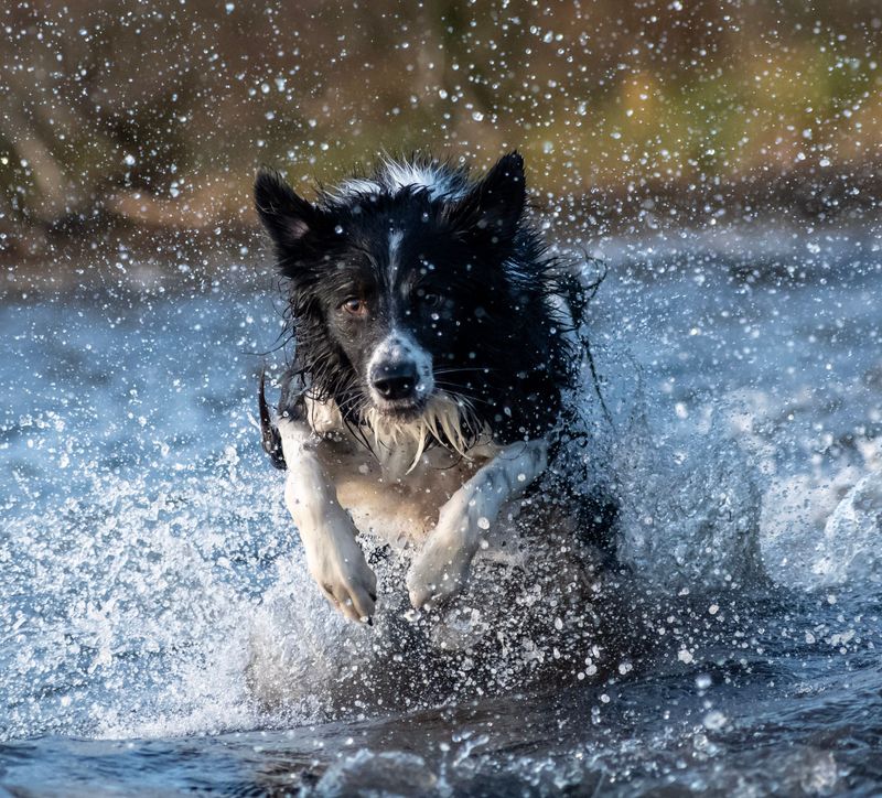 Don't let the cute faces fool you - These 13 dog breeds were built to move 8 Border Collie