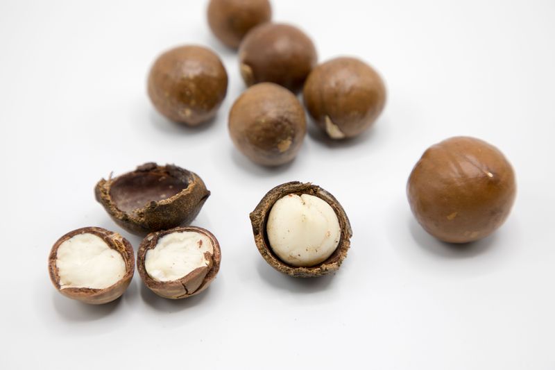 Every dog owner should know these 13 dangerous foods before it's too late 8 Macadamia nuts