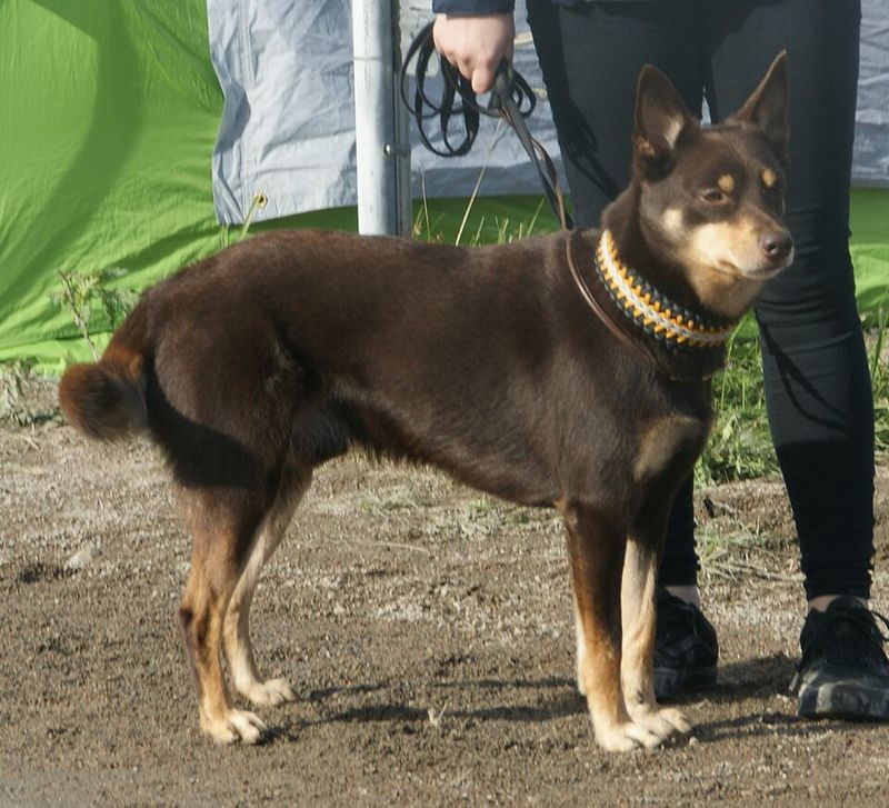Nobody really prepares people for this side of these 15 dog breeds 7 Working Kelpie