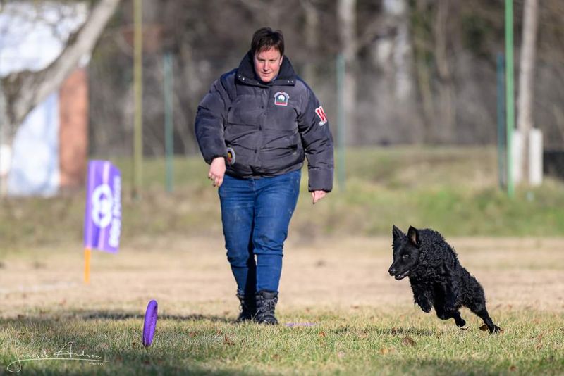 24 Dog Breeds Rapidly Rising in Popularity in 2025 19 Mudi