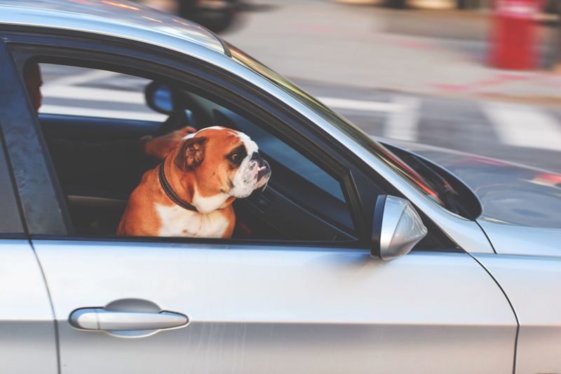 Think you know your dog breeds? These 11 are mistaken more than any others – plus 2 surprising lookalikes 7 English Bulldog