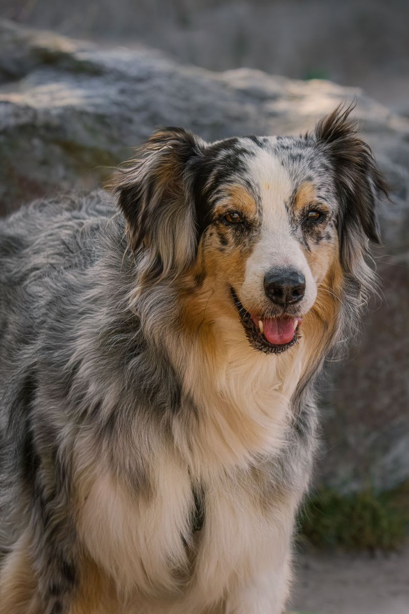 Australian Shepherd