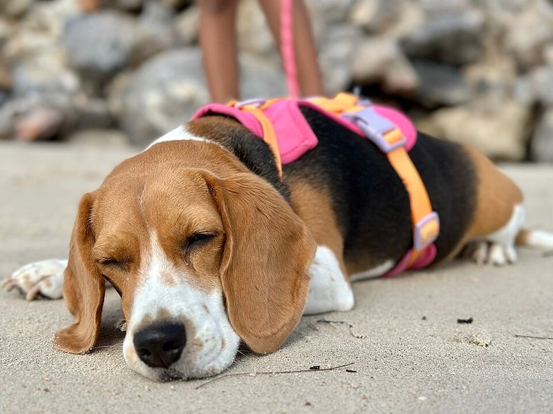 13 forever-young dog breeds that act like puppies well into adulthood 6 Beagle