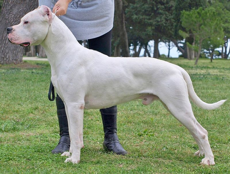 22 White Dog Breeds Recognized for Their Elegant Appearance 16 Dogo Argentino