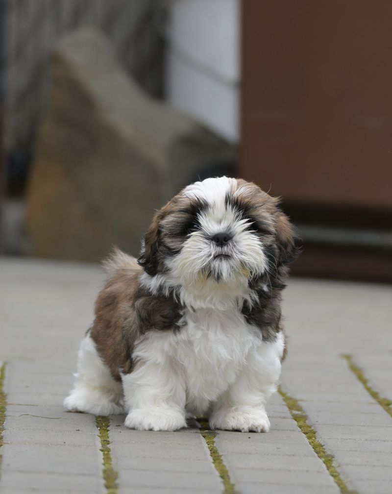 Shih Tzu - tiny monarch of comfort