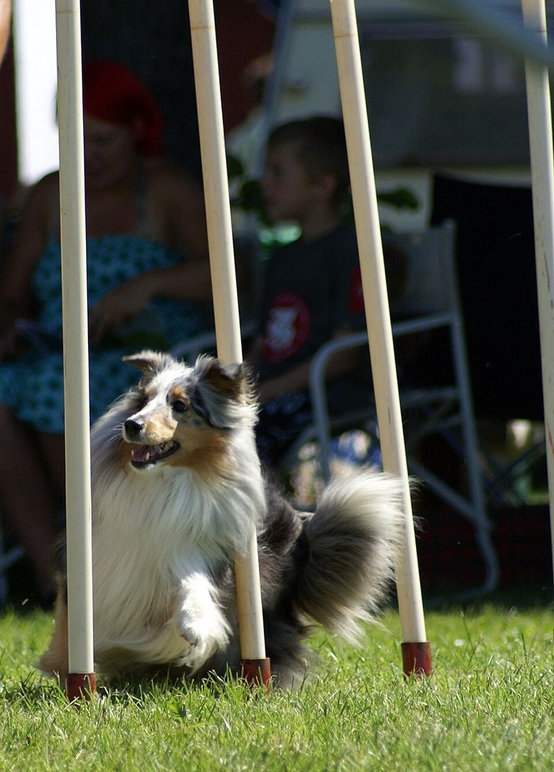 Shetland Sheepdog
