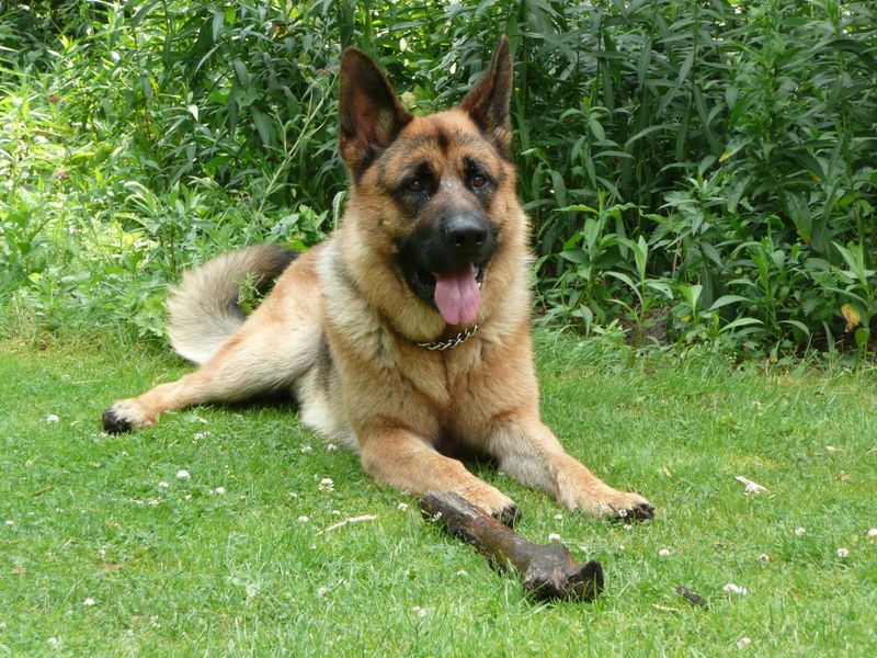 German Shepherd
