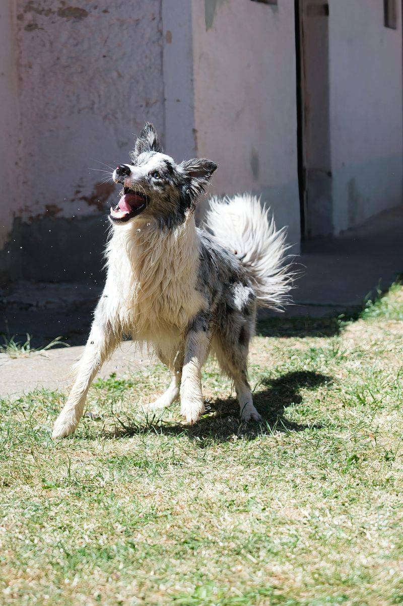 Border Collie