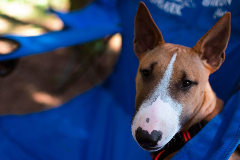 Before calling these dog breeds badly behaved, take a closer look at how they were raised 8 Bull Terrier