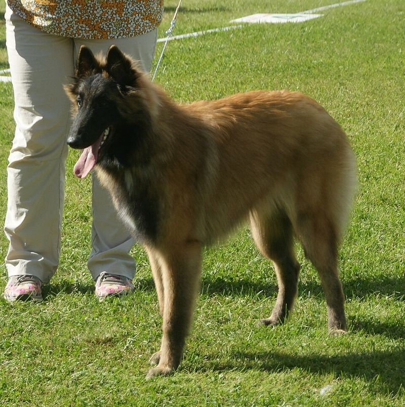 16 Dog Breeds That Respond Better When Commands Are Given Once - Why the One-Ask Rule Works 11 Belgian Tervuren