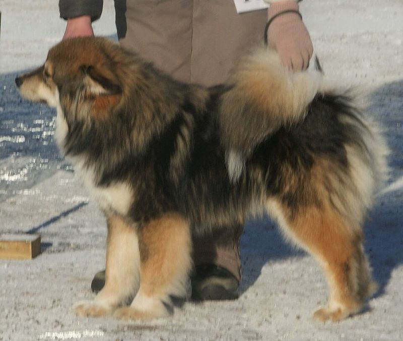 Finnish Lapphund