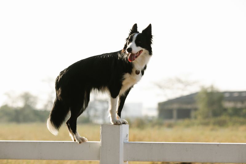 Your lifestyle may matter more than your favorite breed - these dogs show why 2 Border Collie