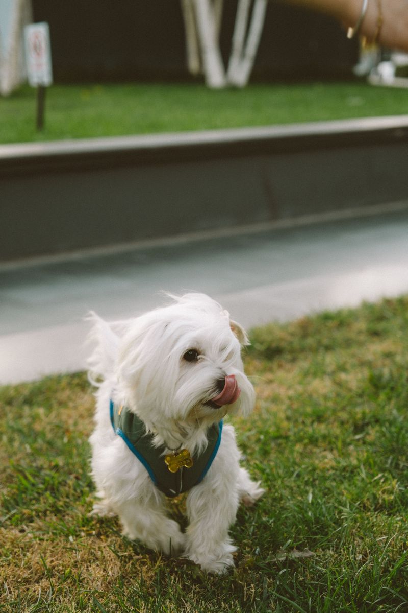 Small body, enormous presence - these toy dog breeds refuse to be treated like accessories 10 Maltese