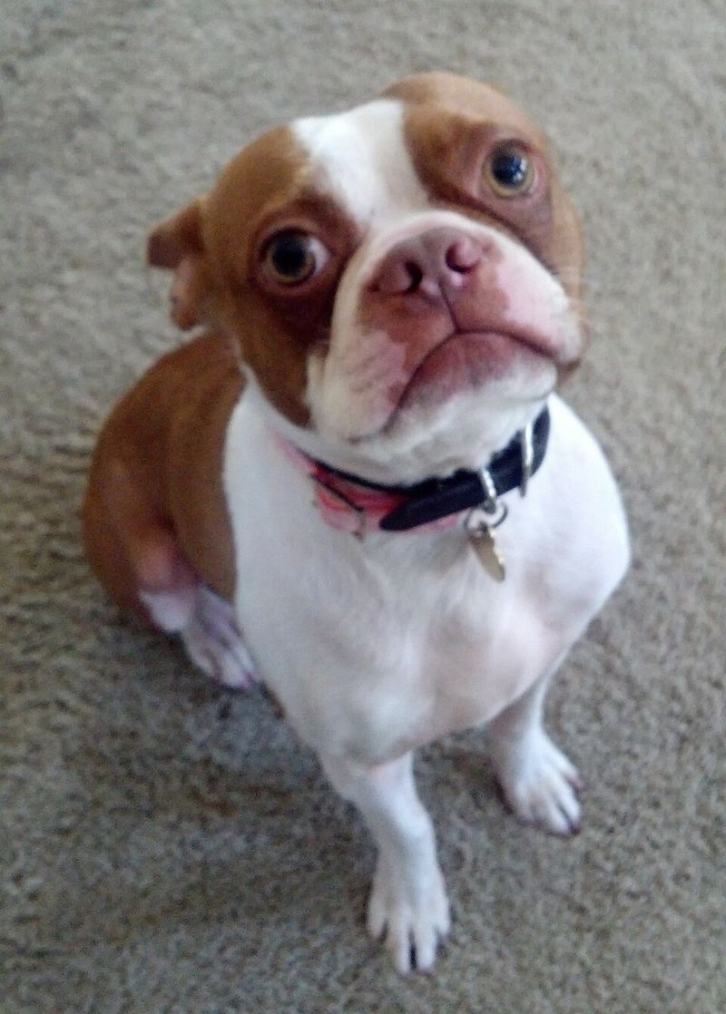 12 dog breeds that can make an ordinary evening at home feel like the best part of ownership 8 Boston Terrier